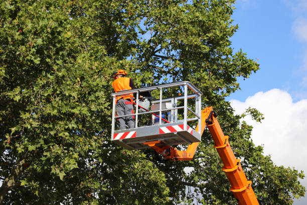 Best Root Management and Removal  in Babson Park, FL